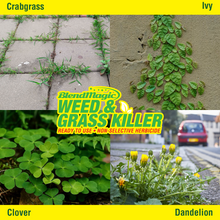 Load image into Gallery viewer, Blendmagic Weed Killer works on Crabgrass, Ivy, Clover, Dandelion and many other weeds and grasses. Weed Killer 55 Gallon Drums. Weed Killer 275 Gallon Drums.