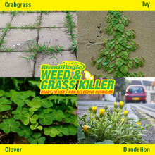 Load image into Gallery viewer, Blendmagic Weed Killer works on Crabgrass, Ivy, Clover, Dandelion and many other weeds and grasses. Weed Killer 55 Gallon Drums. Weed Killer 275 Gallon Drums.
